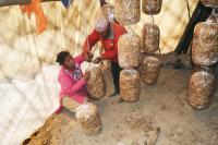 Mushroom Farming 