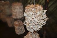 Mushroom Farming 